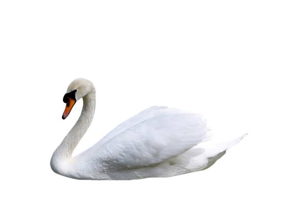 White swan on white background White swan isolated swan photos stock pictures, royalty-free photos & images