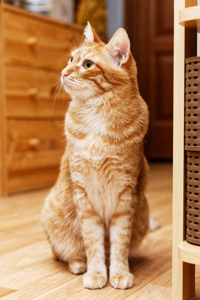 verticale de plan rapproché d'un chat rouge domestique s'asseyant sur le plancher et regardant soigneusement sur le côté. foyer peu profond et fond brouillé de l'intérieur à la maison - 5510 photos et images de collection