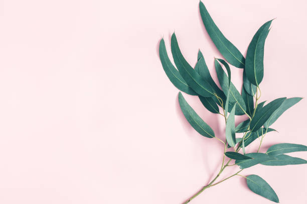 istock Flowers composition. Eucalyptus leaves on pastel pink background. Flat lay, top view, copy space 1157313773