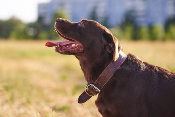 A brown labrador dog in nature in green grass