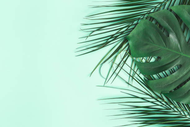 Summer composition. Palm leaves on mint background. Summer concept. Flat lay, top view, copy space