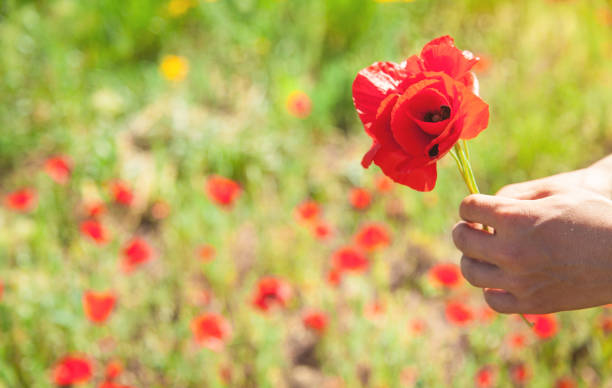 istock Man picking up red poppies. Poppy field 1157315045