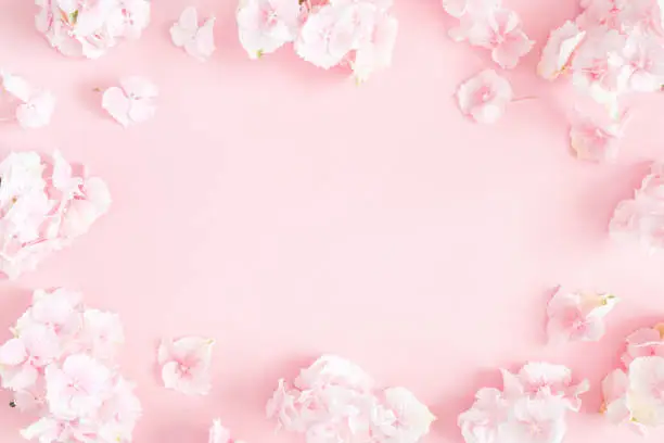 Photo of Flowers composition. Hydrangea flowers on pastel pink background. Flat lay, top view, copy space