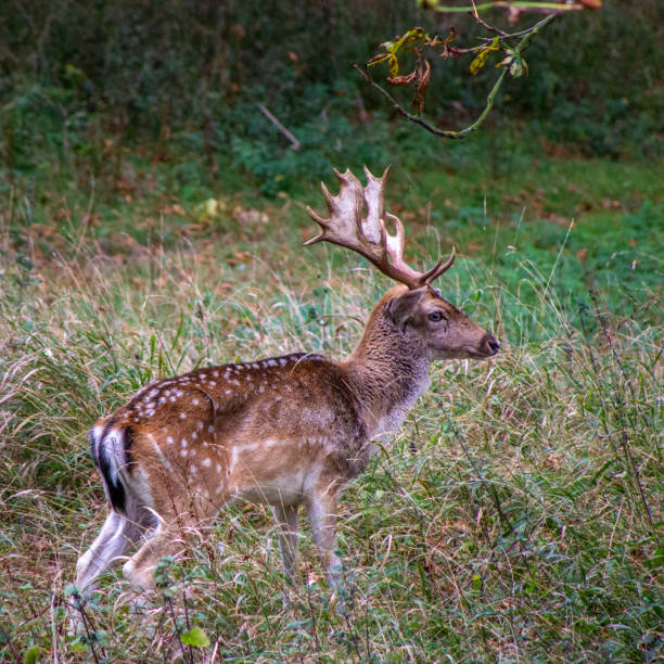istock wild deer in the park 1157315753