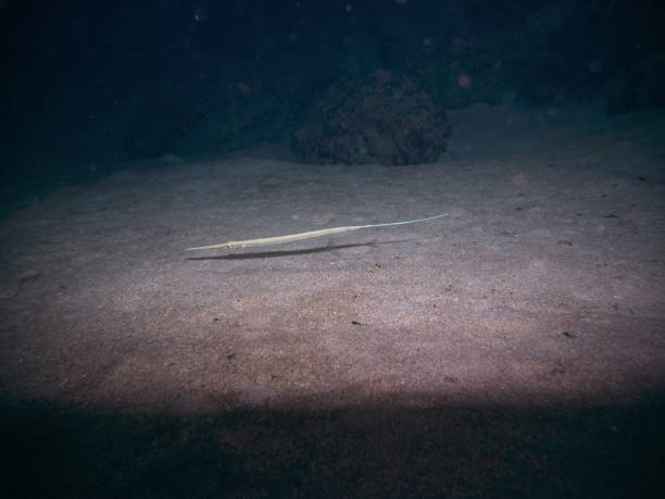 Bluespotted cornetfish or smooth cornetfish or smooth flutemouth or Fistularia commersonii at You Beach in Amami Oshima, Japan Amami Oshima, Japan - June 19, 2019: Bluespotted cornetfish or smooth cornetfish or smooth flutemouth or Fistularia commersonii at You Beach in Amami Oshima, Japan smooth cornetfish stock pictures, royalty-free photos & images