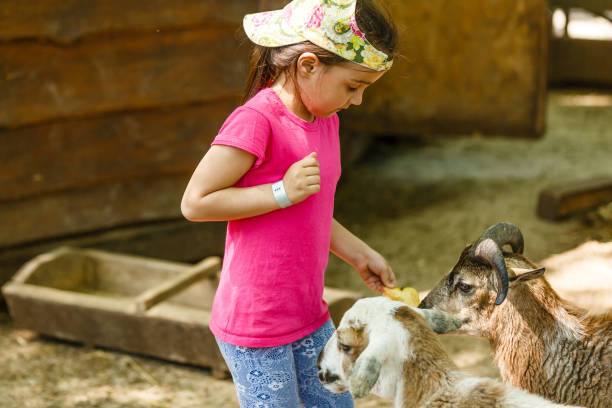 cute little girl petting and feeding a goat at petting zoo. child playing with a farm animal on sunny summer day. kids interacting with animals - animals feeding animal child kid goat imagens e fotografias de stock