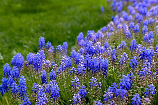 spring flowers. garden, Netherlands.