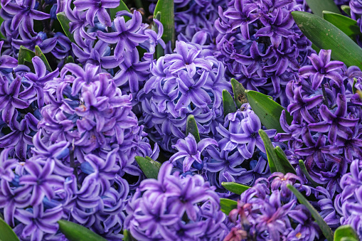 spring flowers. garden, Netherlands.