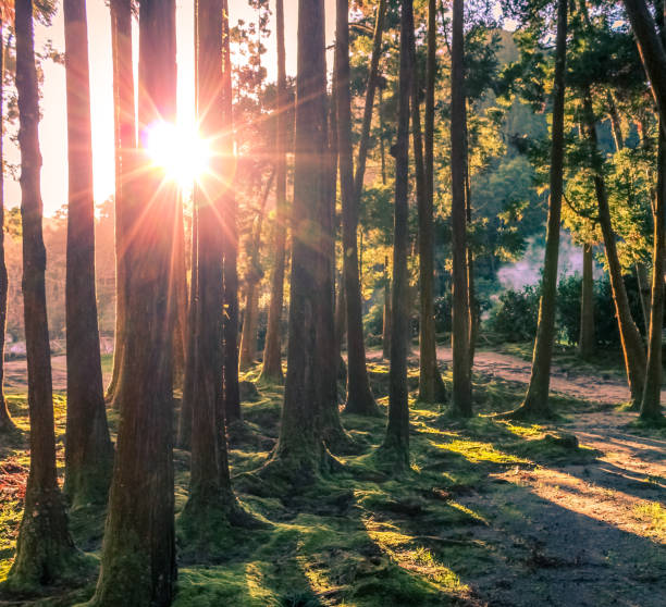istock Walk at Sunset in the middle of forest trees 1157319611