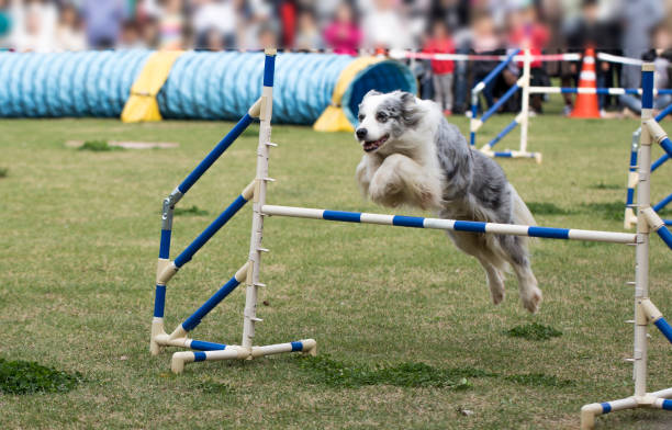 istock Dog jumps over a hurdle on an agility field 1157320643