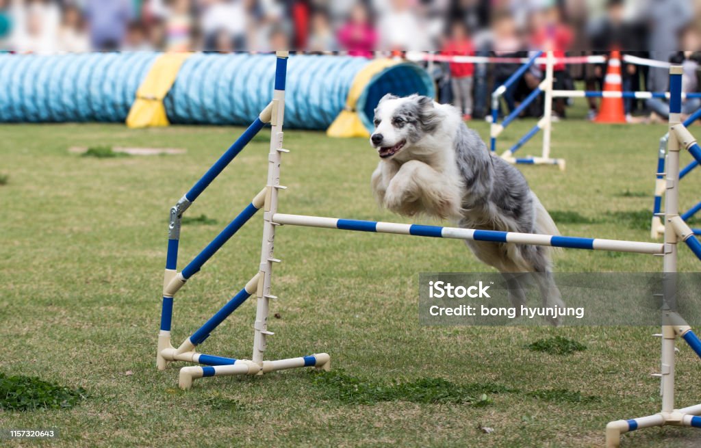 Dog jumps over a hurdle on an agility field Competition Stock Photo