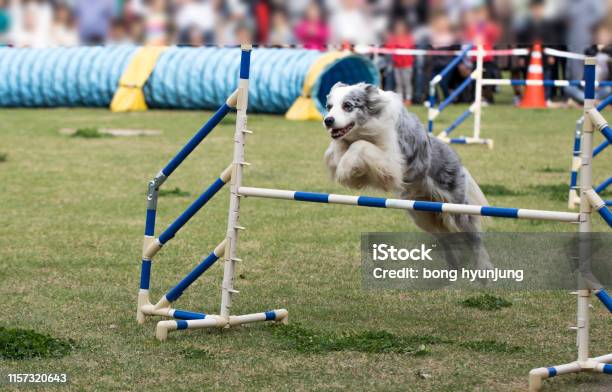 Dog Jumps Over A Hurdle On An Agility Field Stock Photo - Download Image Now - Competition, Dog, Agility
