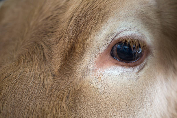 istock Side view close up of the cow's eye 1157320656