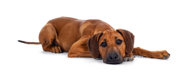 istock Sweet Rhodesian Ridgeback puppy on white 1157321620