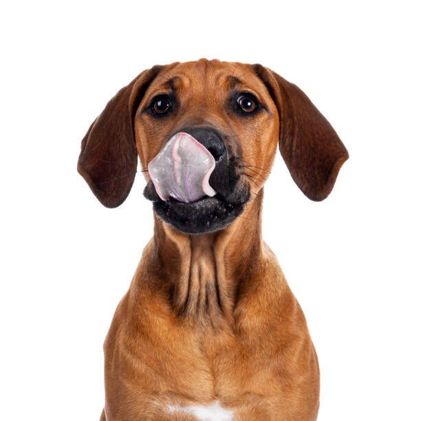 istock Sweet Rhodesian Ridgeback puppy on white 1157321653