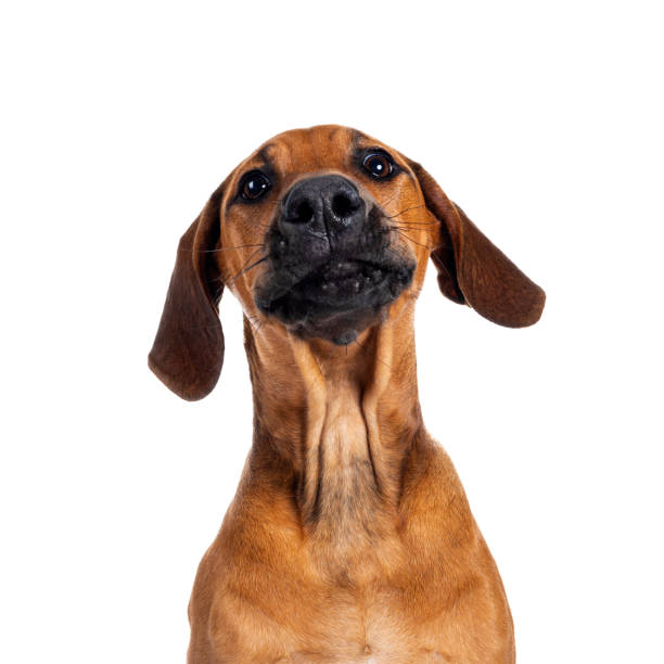 istock Sweet Rhodesian Ridgeback puppy on white 1157321661