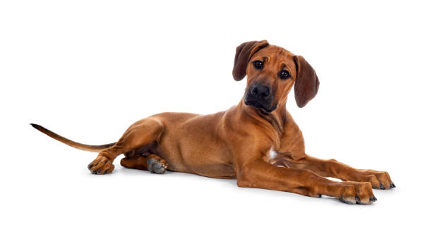 istock Sweet Rhodesian Ridgeback puppy on white 1157321667