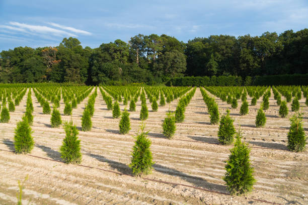 Young Pine Trees Young Pine Trees reforestation stock pictures, royalty-free photos & images