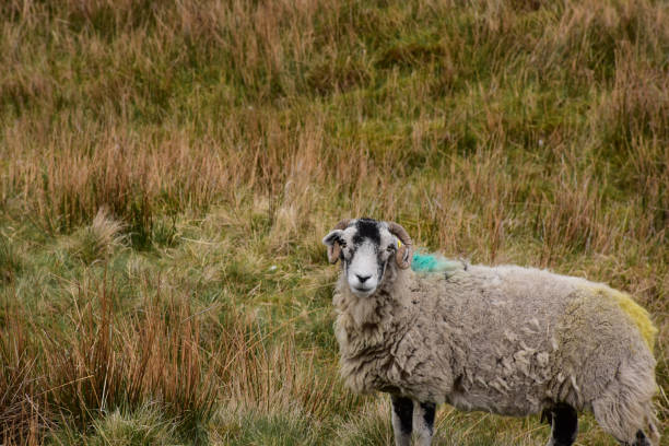 istock Large Swaledale Sheep in the Dales 1157322687