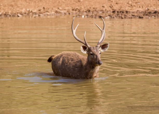 4,761 Sambar Deer Stock Photos, Pictures & Royalty-Free Images - iStock | Red deer, Bearded pig, Wild boar 4,761 Sambar Deer Stock Photos, Pictures & Royalty-Free Images - iStock | Red deer, Bearded pig, Wild boar