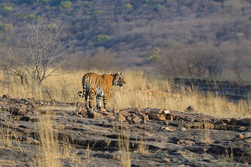 Bengal Tiger in its natural habitat at Ranthambore National Park, India.