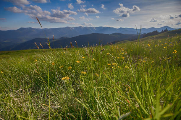 istock Mountain summer panoramic landscape with blue sky and clouds. Carpathians 1157322760