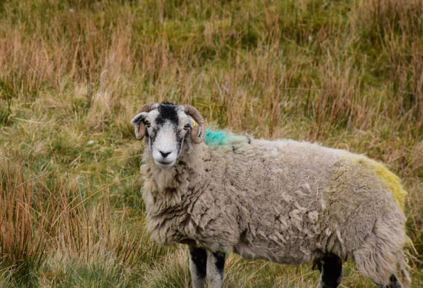 istock Large Swaledale Sheep in the Dales 1157322815
