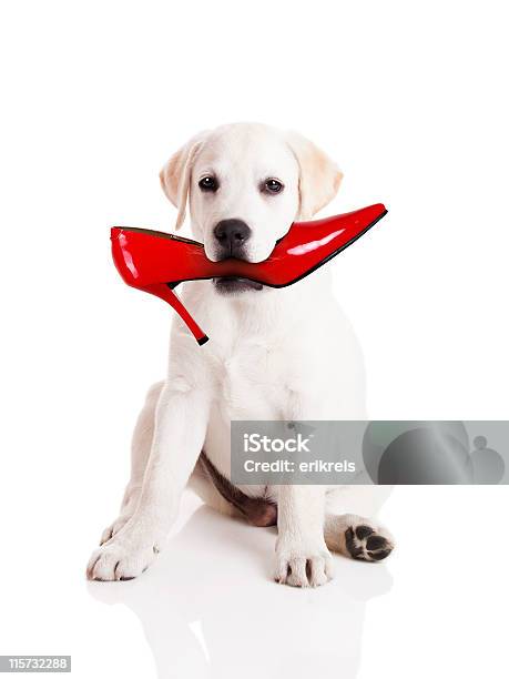 Biting The Shoe Stock Photo - Download Image Now - Shoe, Dog, Biting