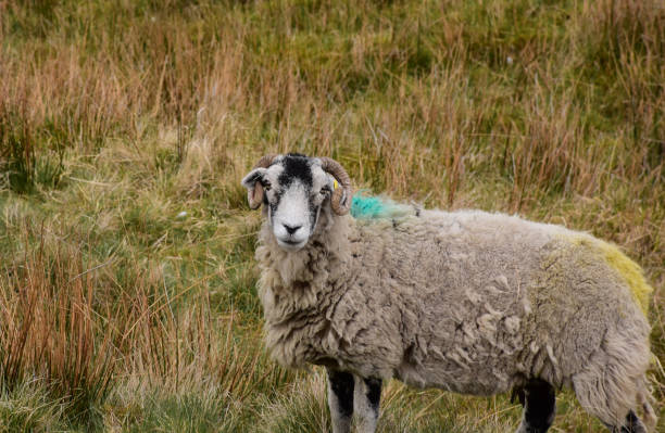 istock Large Swaledale Sheep in the Dales 1157322898