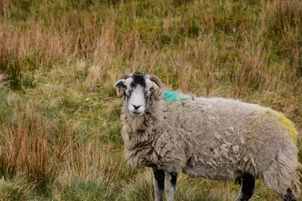 istock Large Swaledale Sheep in the Dales 1157322965