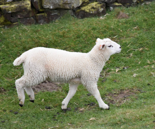 очаровательный молодой белый валедейл ягненка - lamb animal farm cute стоковые фото и изображения