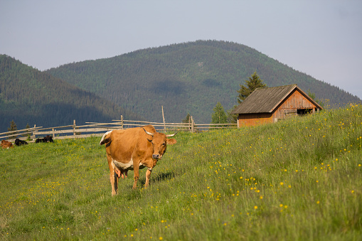Cows graze in the sunlit pasture on the background of the mountains. Carpathians