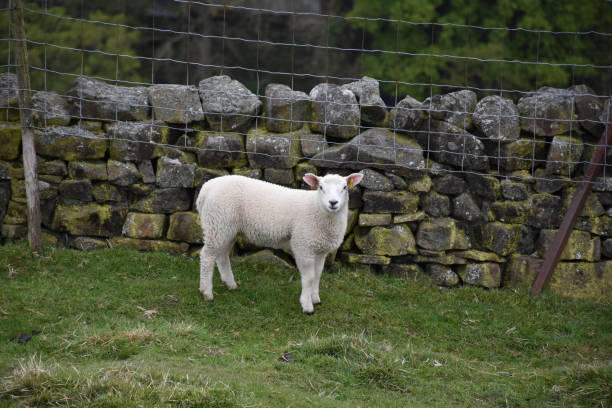 istock Adorable Young White Swaledale Lamb 1157323255