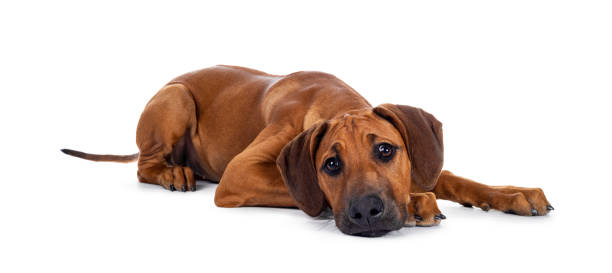 istock Sweet Rhodesian Ridgeback puppy on white 1157323263