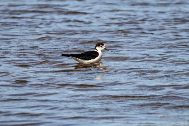 istock A small steppe Sandpiper with red legs walks on a small pond 1157323371