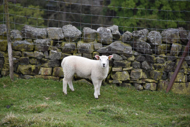 istock Adorable Young White Swaledale Lamb 1157323433