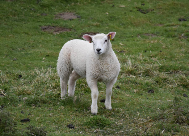 istock Adorable Young White Swaledale Lamb 1157323560