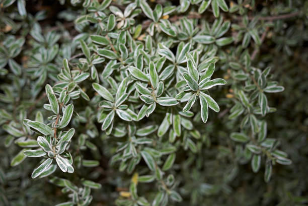 istock Coprosma kirkii variegata 1157323597