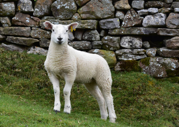 istock Adorable Young White Swaledale Lamb 1157323622