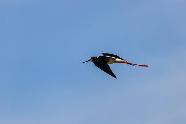 istock A small steppe Sandpiper with red legs flies over a pond 1157323648