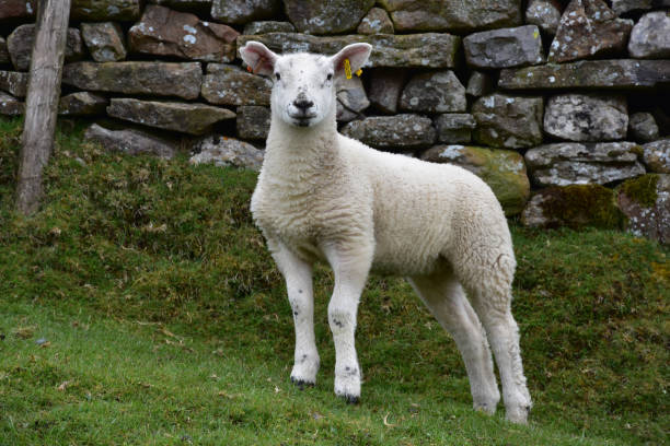 istock Adorable Young White Swaledale Lamb 1157324202