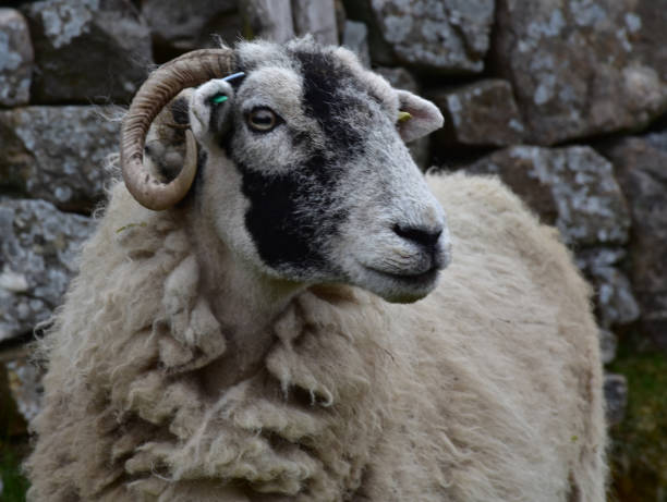 Swaledale Ewe with Rounded Horns Curved horns on a sheep in the Dales of England. ram animal stock pictures, royalty-free photos & images