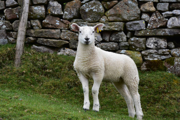 istock Adorable Young White Swaledale Lamb 1157324317