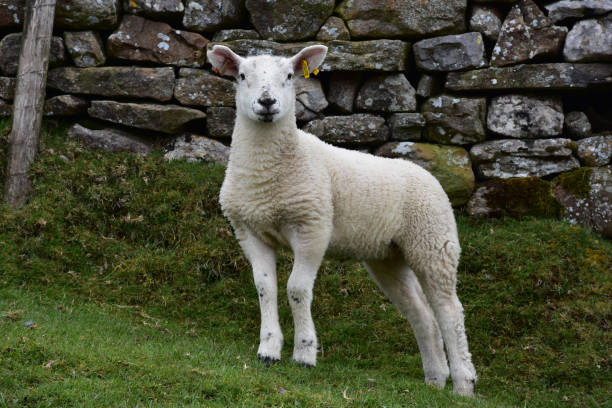 istock Adorable Young White Swaledale Lamb 1157324389