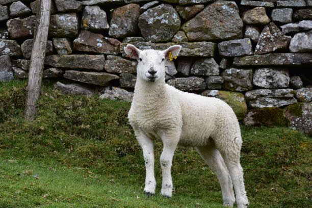 istock Adorable Young White Swaledale Lamb 1157324652