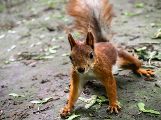 istock Red squirrel in the park close-up. 1157324743