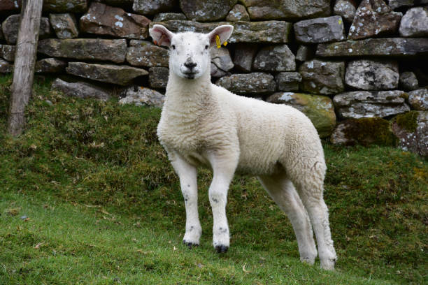istock Adorable Young White Swaledale Lamb 1157324744