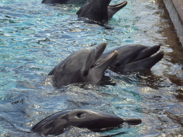istock Dolphins waiting for to be feed 1157327123