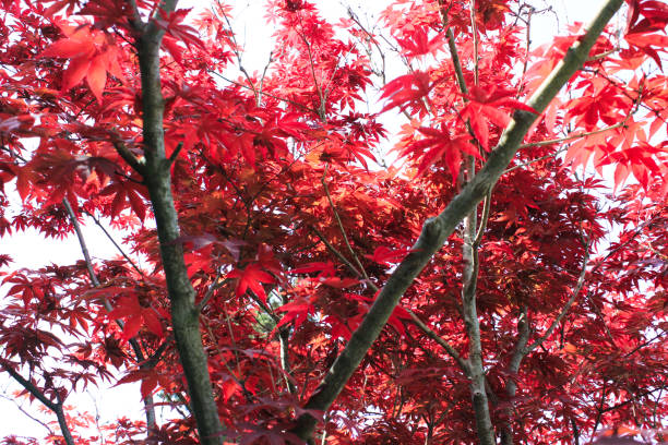 czerwony klon japoński klon w słońcu - japanese maple leaf water japan zdjęcia i obrazy z banku zdjęć