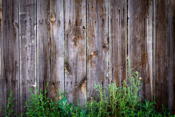 istock Wood texture background, with a green twig. 1157327408